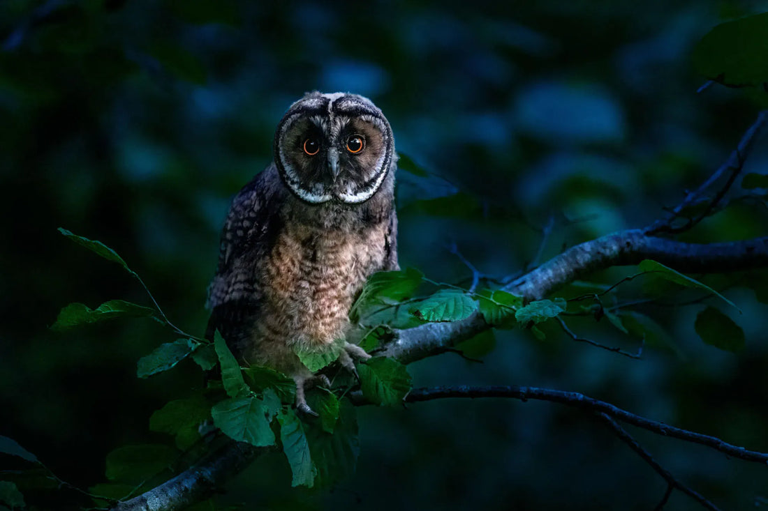 Snoring: Causes, Consequences, and Solutions